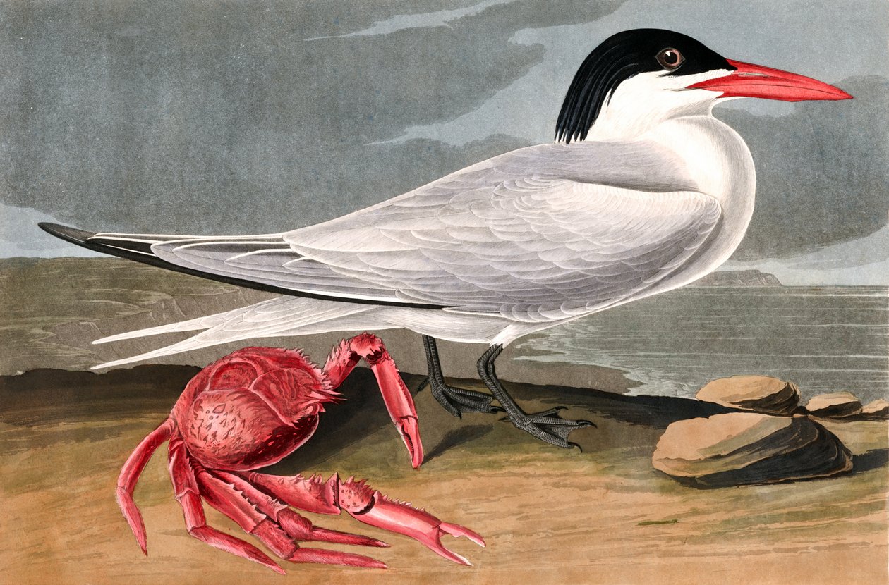Cayenne Tern, Sterna Maxima, fra "The Birds of America" af John J. Audubon, pub. 1827-38 af John James Audubon