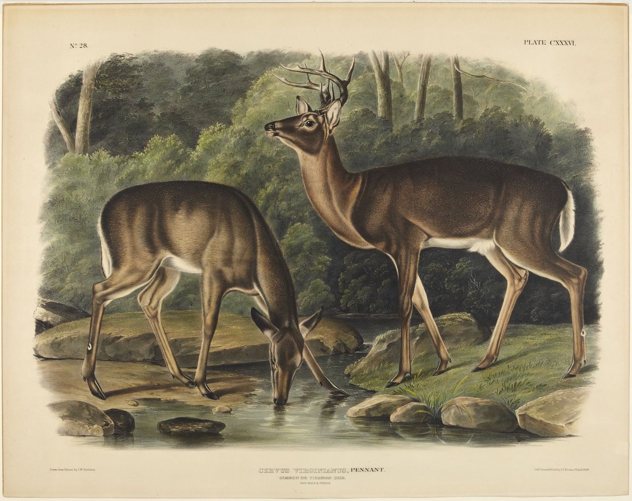 Hjort fra Virginia, Pennant af John James Audubon