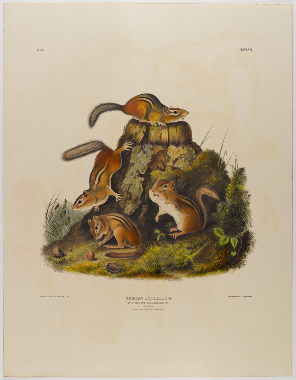 Chipping egern hackee af John James Audubon