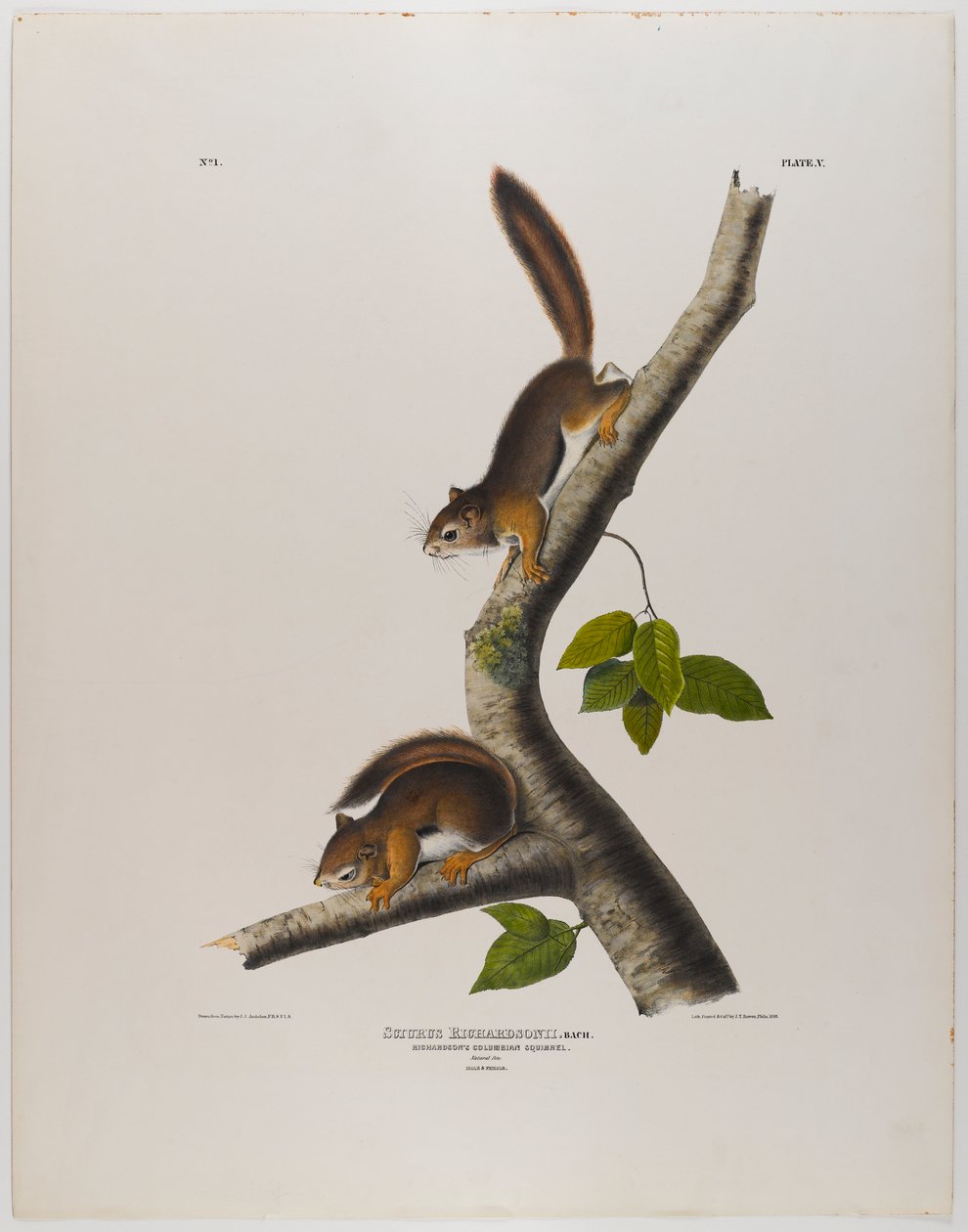 colombiansk egern af John James Audubon