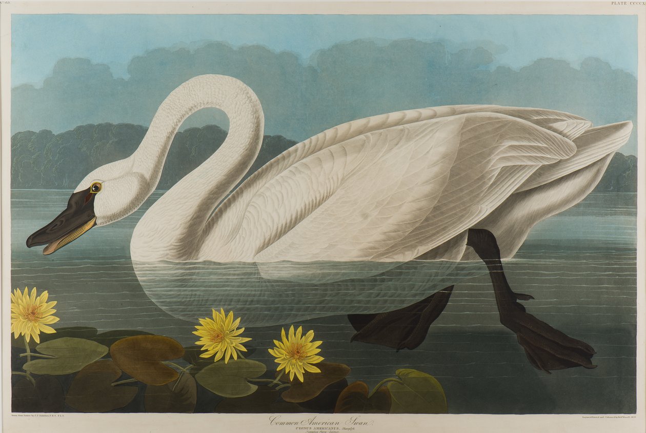 Almindelig amerikansk svane, 1838 (wc på papir) af John James Audubon