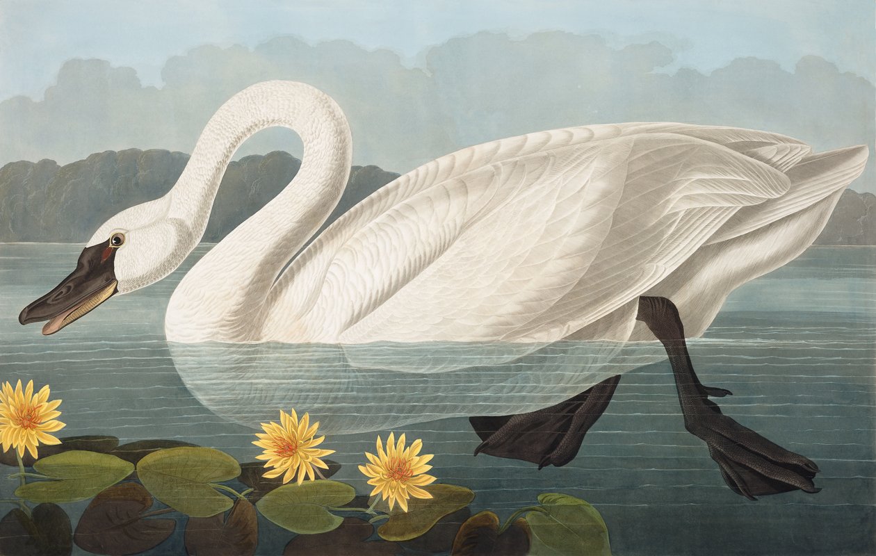 Common American Swan, Cygnus Americanus, fra "The Birds of America" af John J. Audubon, pub. 1827-38 af John James Audubon