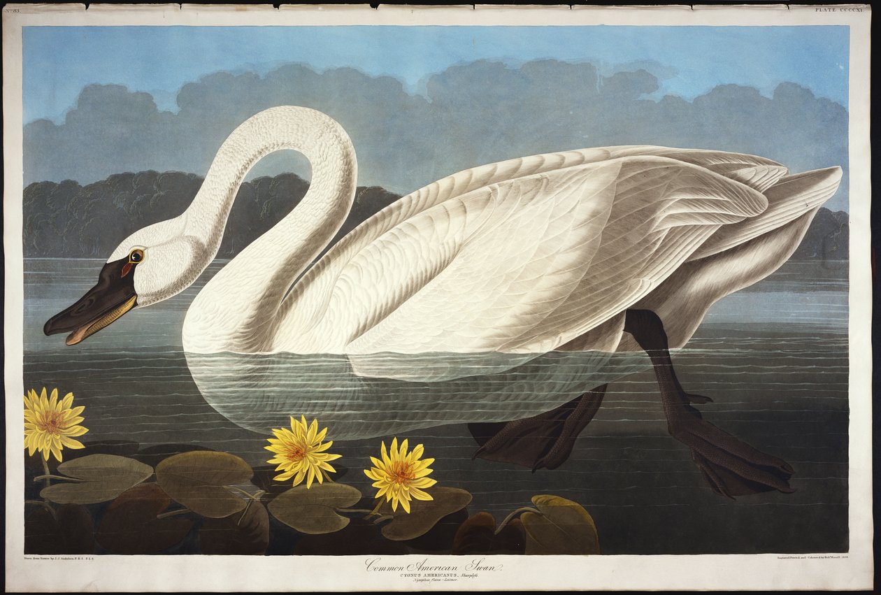 Almindelig amerikansk svane. Fløjtende Svane af John James Audubon