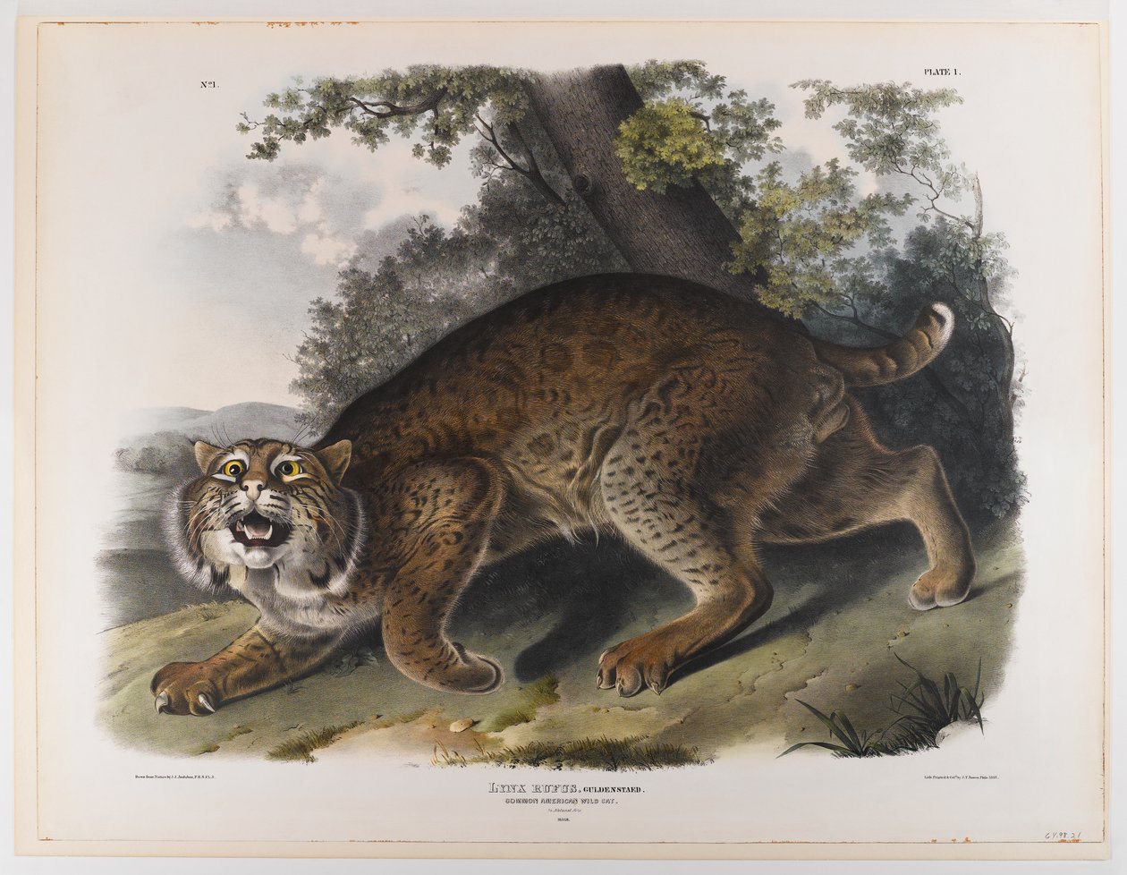 Almindelig amerikansk vildkat af John James Audubon