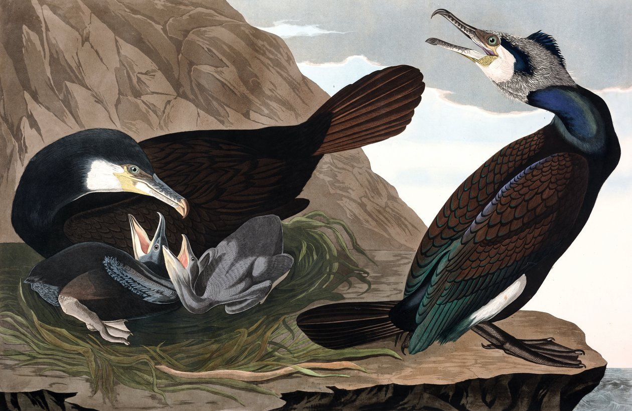Almindelig skarv, Phalacrocorax Carbo, fra "The Birds of America" af John J. Audubon, pub. 1827-38 (håndfarvet gravering) af John James Audubon