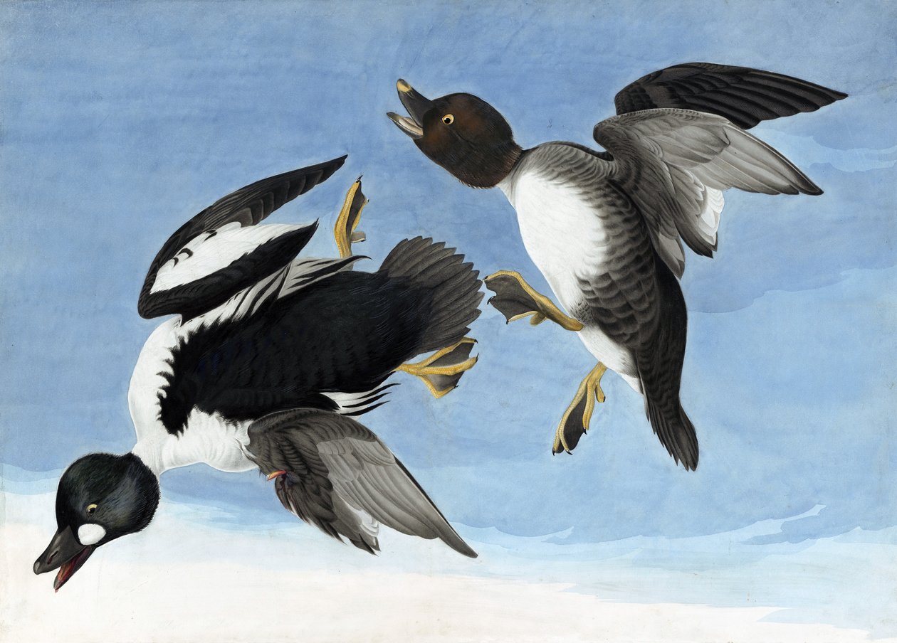 Common Goldeneye, fra "The Birds of America" af John J. Audubon, pub. 1827-38 af John James Audubon