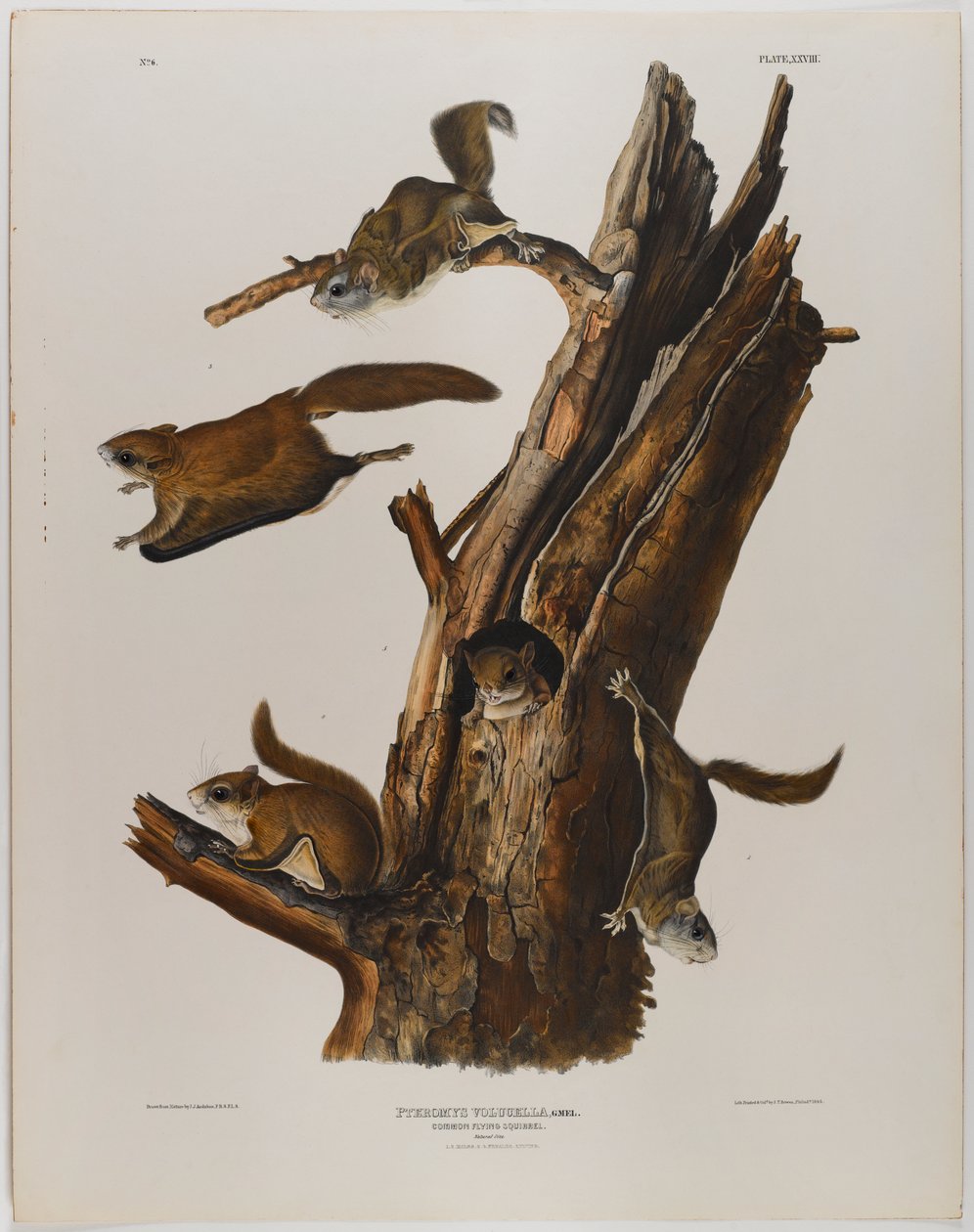 Almindelig flyvende egern af John James Audubon