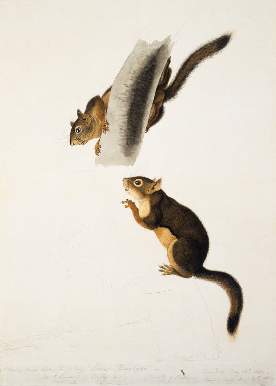 Douglas Squirrel, for folioen The Viviparous Quadrupeds of North America, udgivet i 1845, ca. 1841-43 (blyant, blæk og wc på papir) (se 129904) af John James Audubon