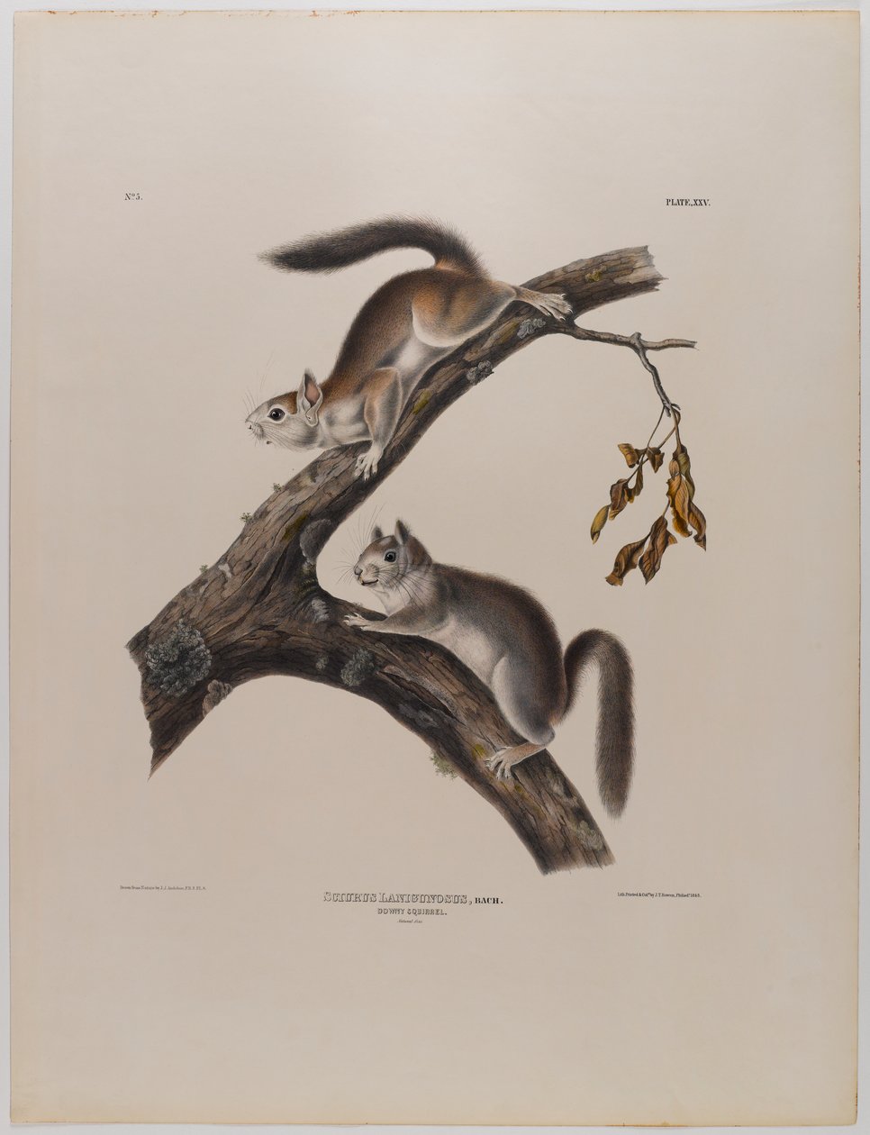 Dunet egern af John James Audubon