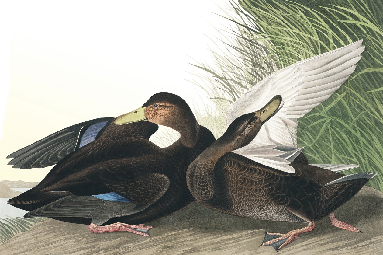 Dusky Duck, Anas Obscura, fra "The Birds of America" af John J. Audubon, pub. 1827-38 af John James Audubon