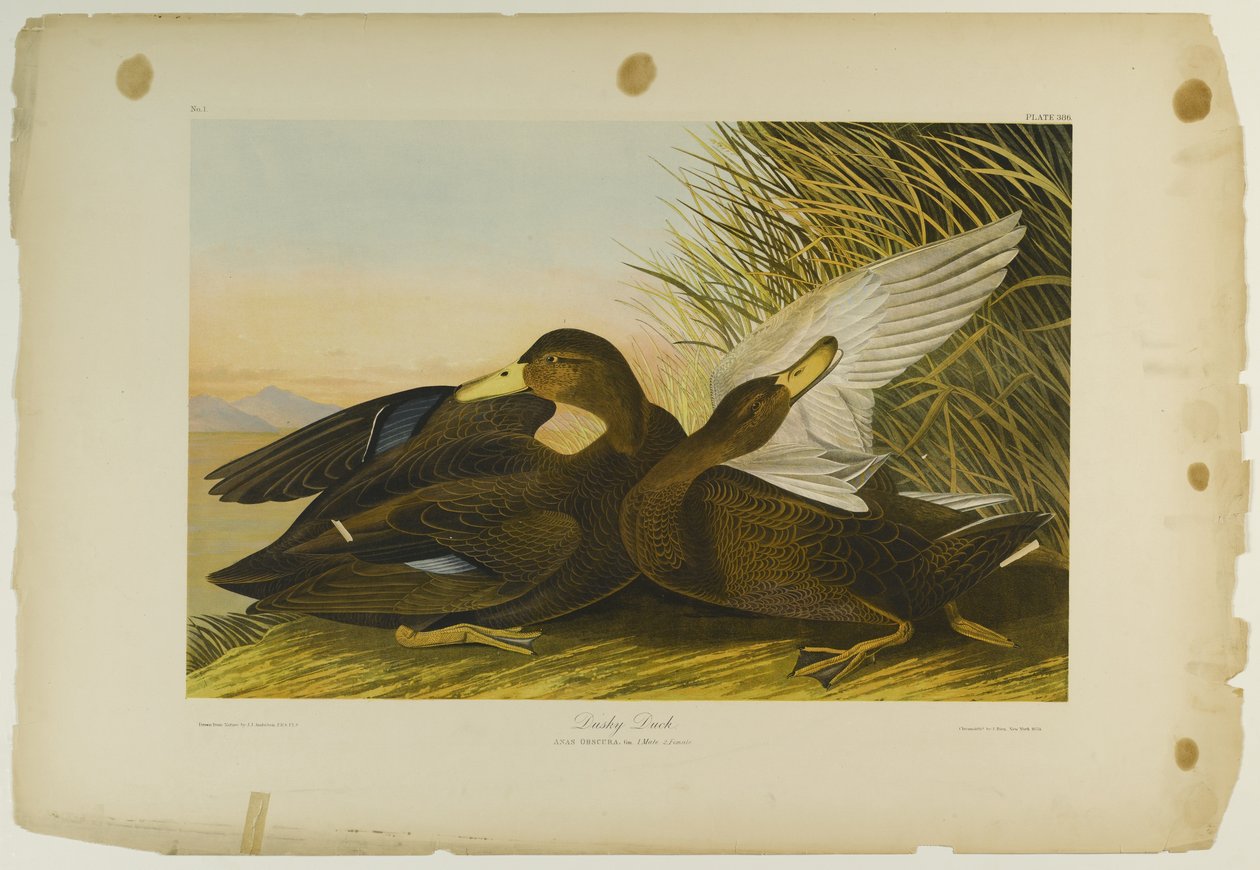 Dusky Duck, trykt af Julien Bien og udgivet af Roe Lockwood & Son, 1861 (kromolitografi) af John James Audubon