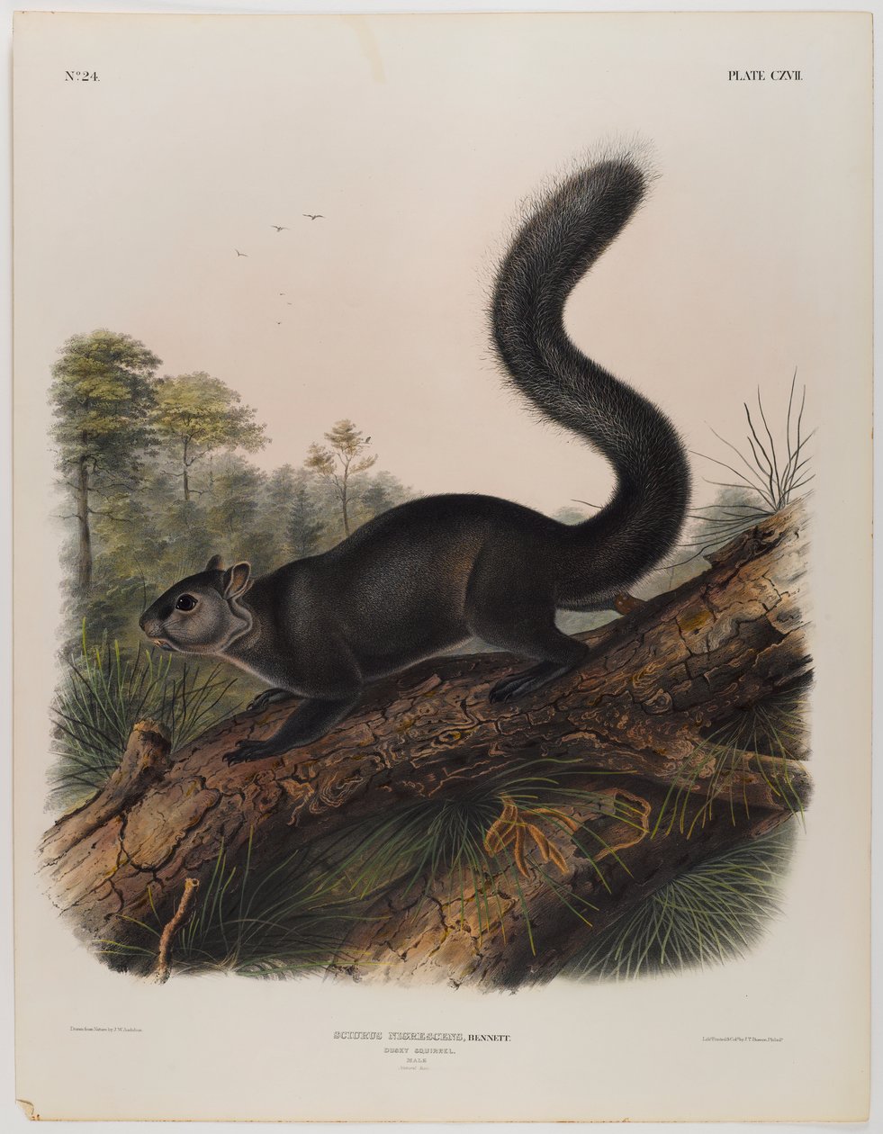 Dunkelt egern af John James Audubon