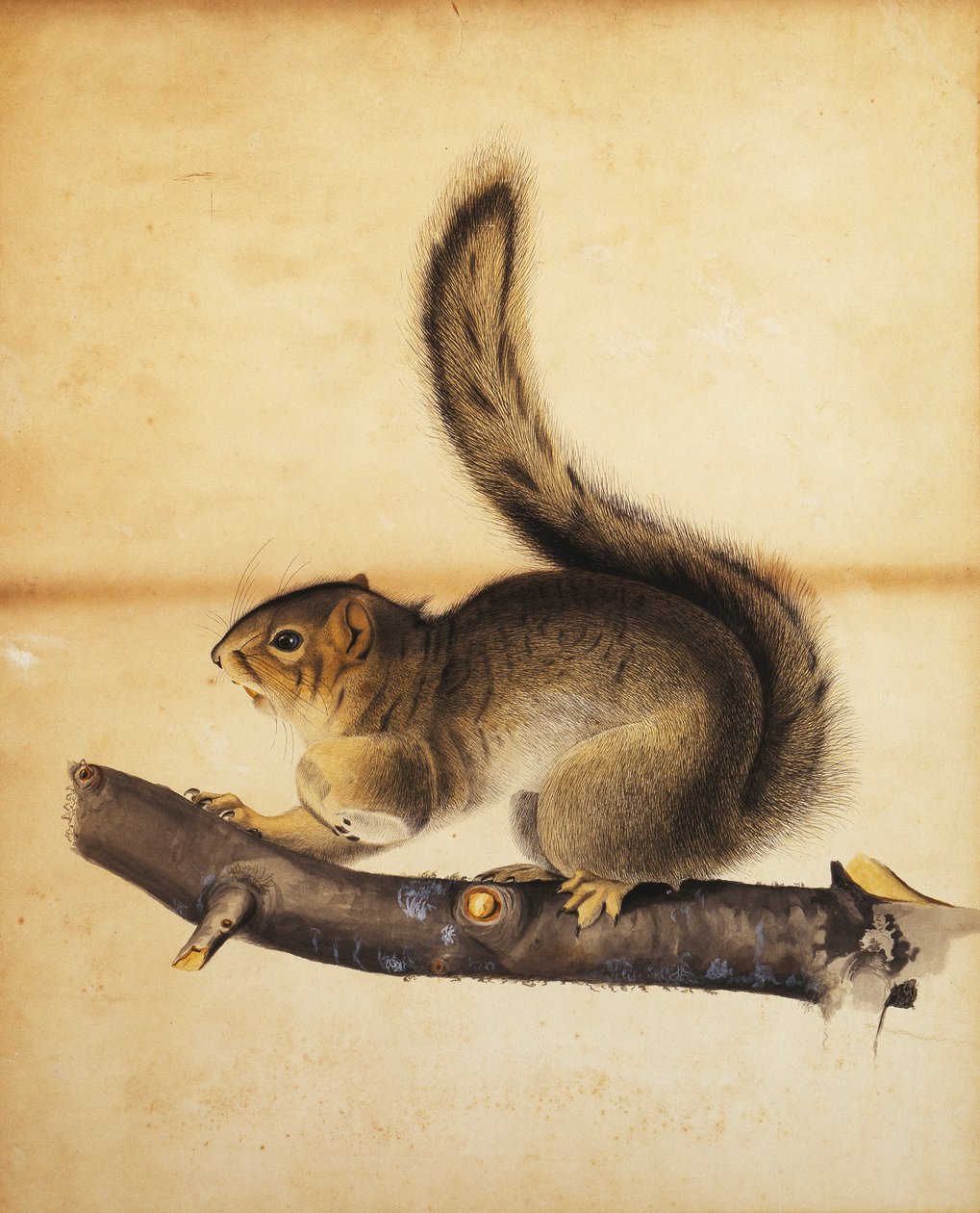 Østligt gråt egern i hel vinterfrakke, ca. 1840