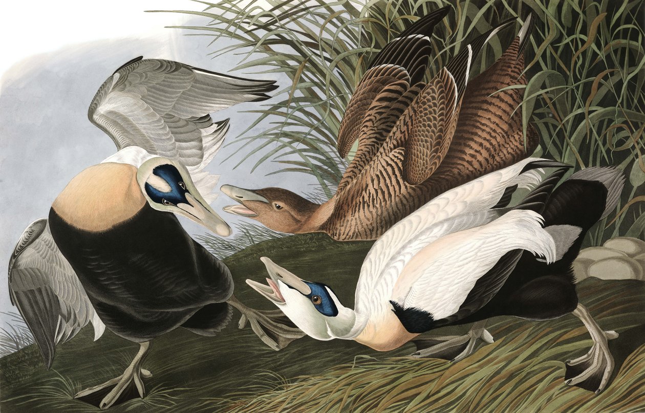 Edderfugl, Fuligula Mollissima, fra "The Birds of America" af John J. Audubon, pub. 1827-38 af John James Audubon
