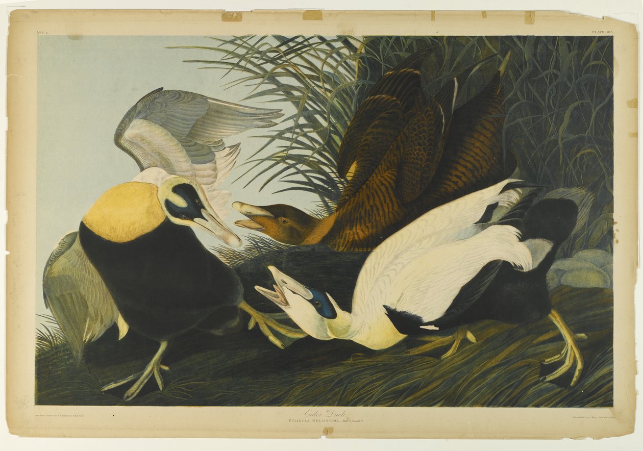 Eider Duck, trykt af Julien Bien og udgivet af Roe Lockwood & Son, 1861 (kromolitografi) af John James Audubon