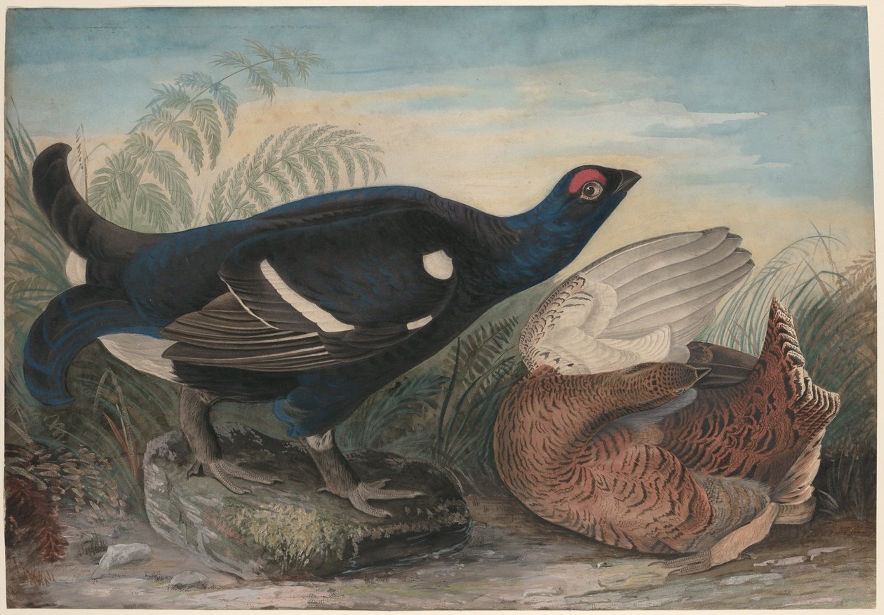 Engelske sorte haner af John James Audubon