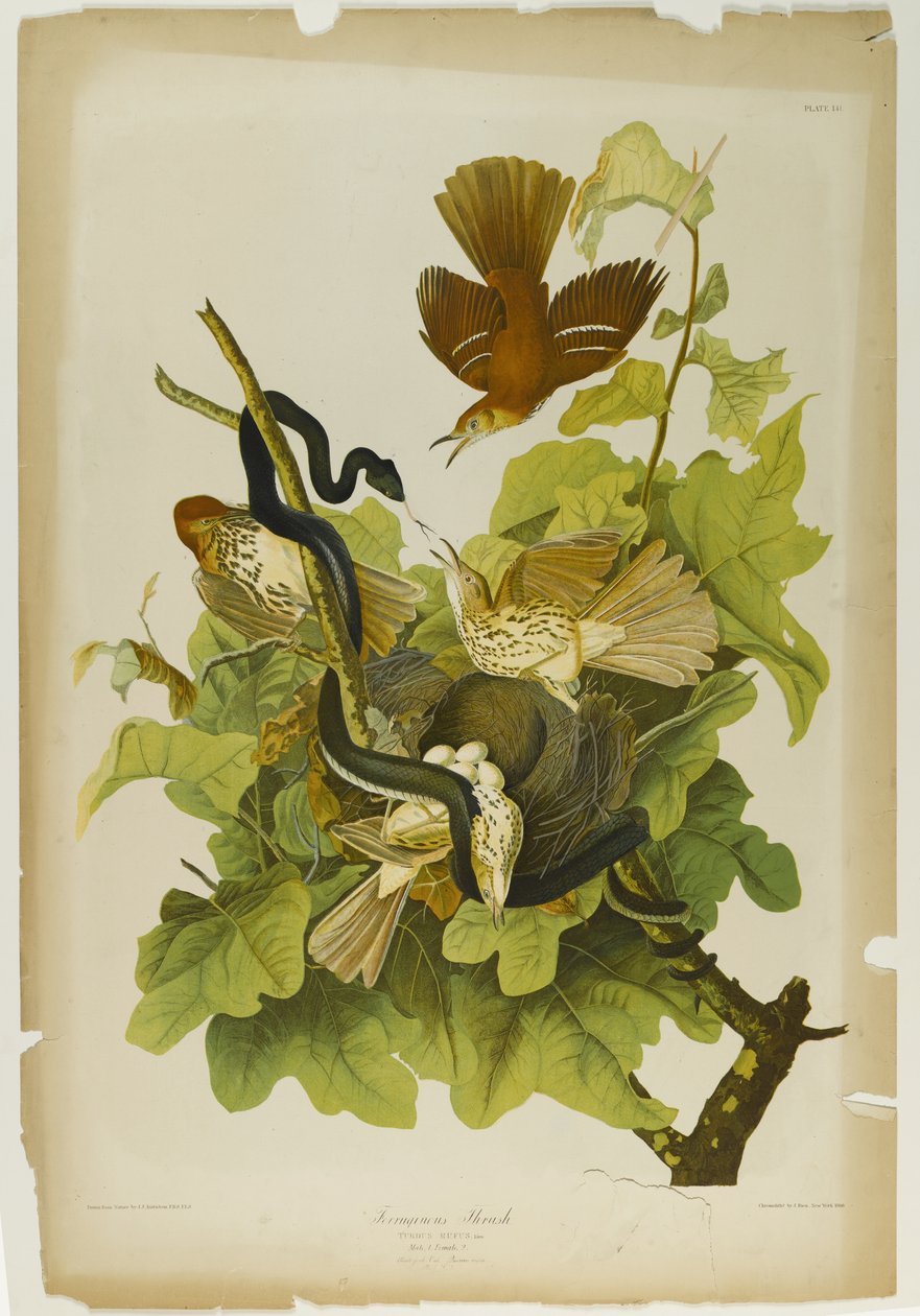 Ferruginous Thrush, trykt af Julien Bien og udgivet af Roe Lockwood & Son, 1861 (kromolitografi) af John James Audubon