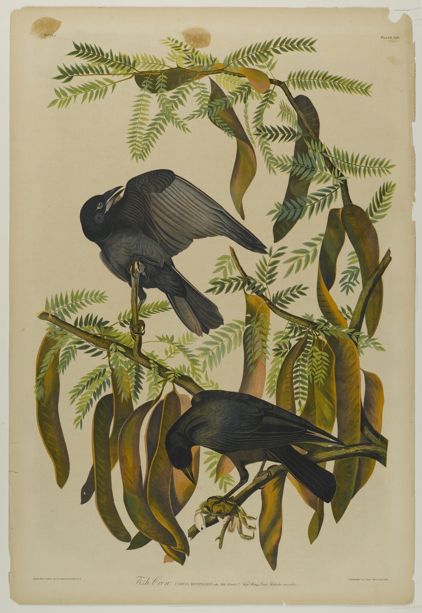 Fish Crow, trykt af Julien Bien og udgivet af Roe Lockwood & Son, 1861 (kromolitografi) af John James Audubon