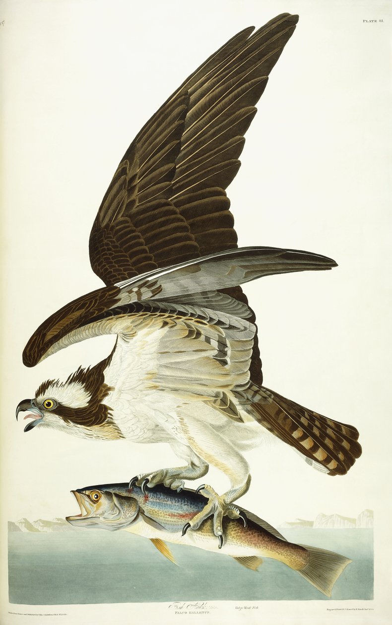 Fiskehøg, 1830 af John James Audubon