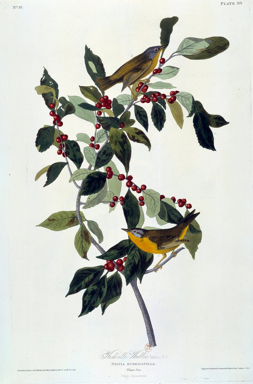 Blomster og fugle Silkemaleri af John James Audubon (1780-1851) (ec.am.) 1826-1830. Paris, B.N. af John James Audubon