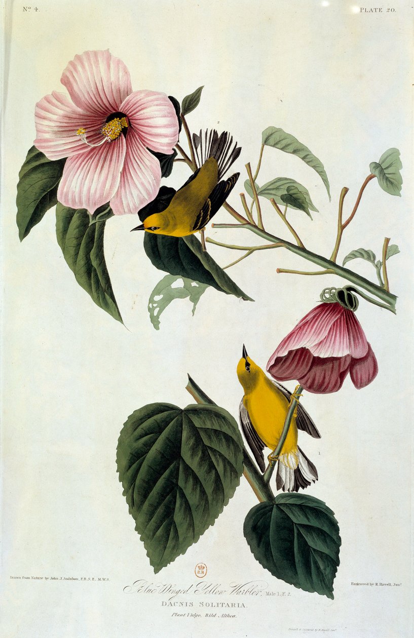 Blomster og fugle Silkemaleri af John James Audubon (1780-1851) (ec.am.) 1826-1830. Paris, B.N. af John James Audubon