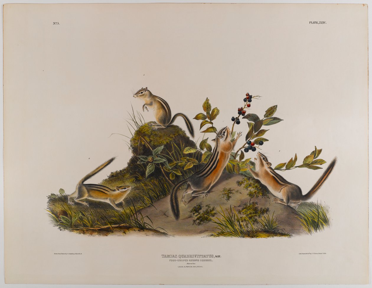 Fire-stribet jordegern af John James Audubon