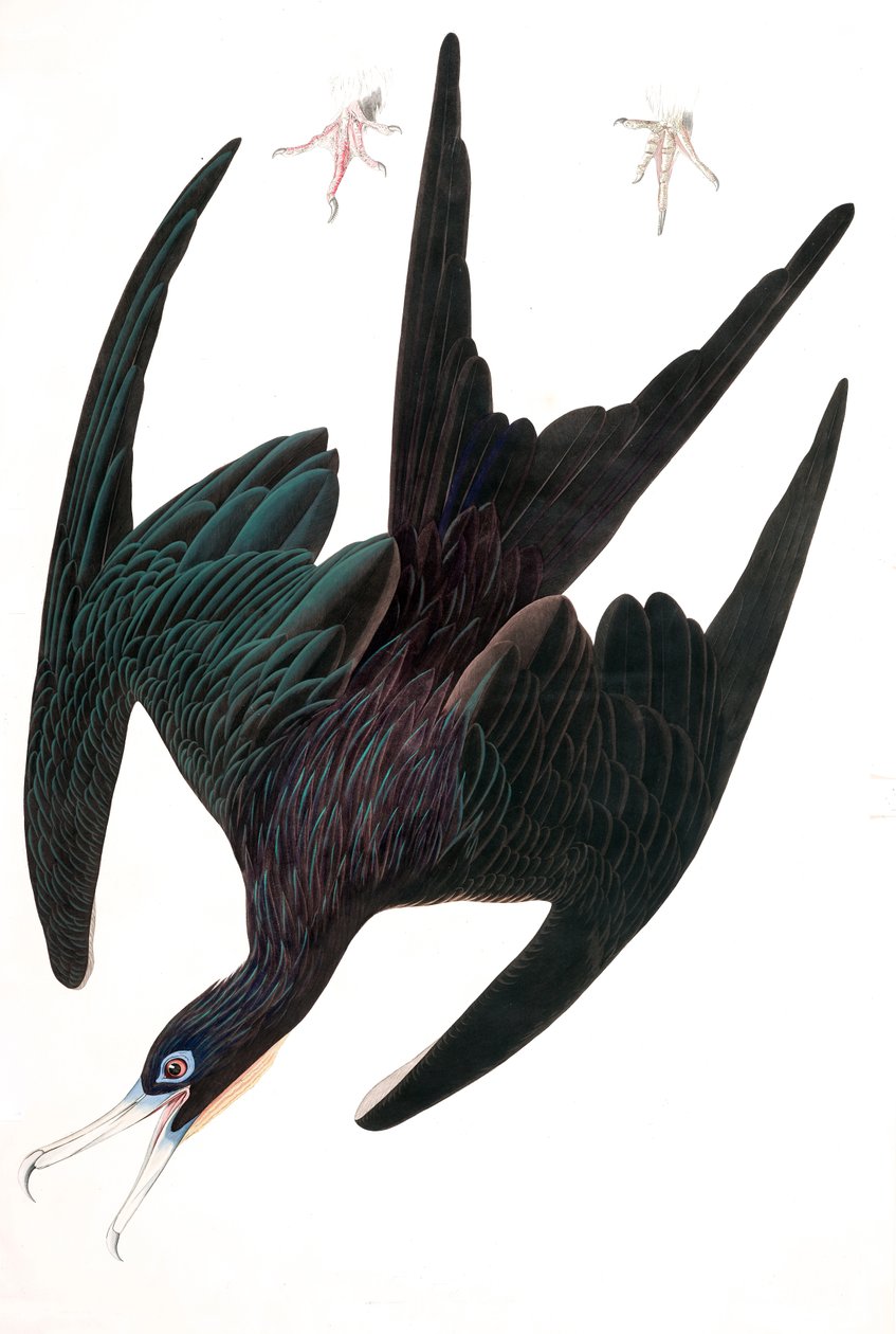 Fregat Pelican, Tachypetes Aquilis, fra "The Birds of America" af John J. Audubon, pub. 1827-38 (håndfarvet gravering) af John James Audubon