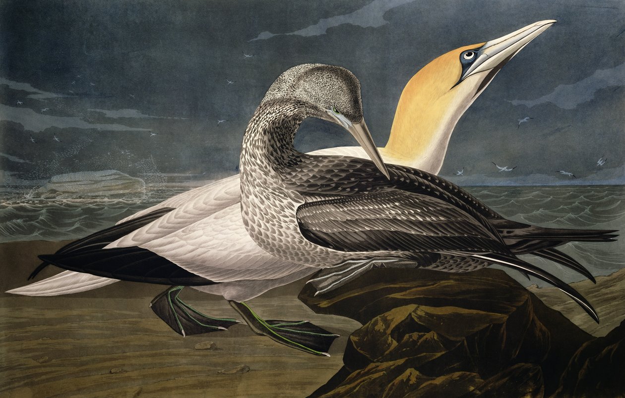 Suler, fra "Birds of America", graveret af Robert Havell (1793-1878), udgivet 1836 af John James Audubon