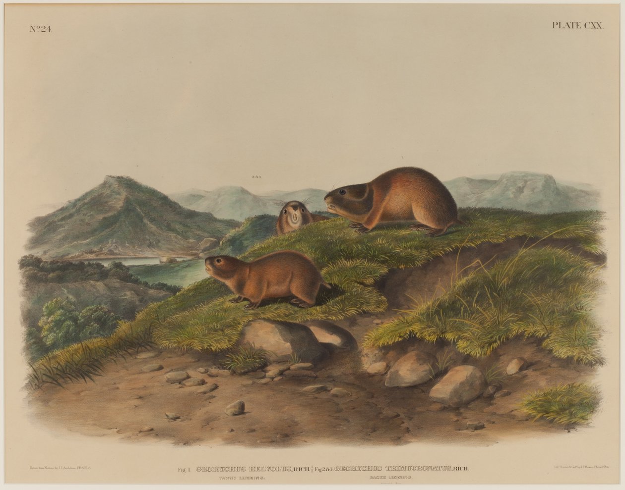 Georychus Helvolus & Georychus Trimucronatus af John James Audubon