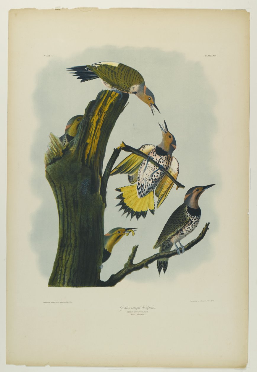 Guldvinget spætte, trykt af Julien Bien og udgivet af Roe Lockwood & Son, 1861 (kromolitografi) af John James Audubon