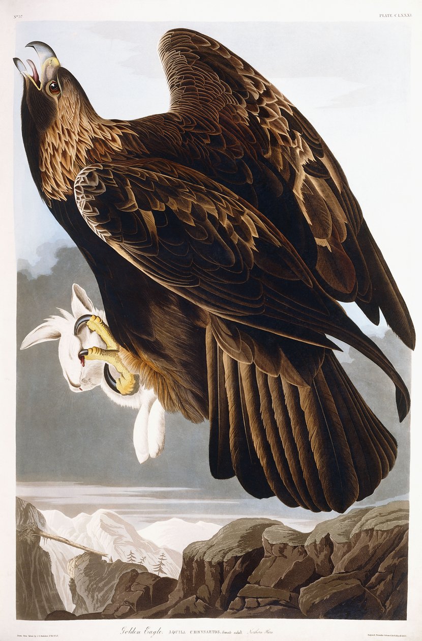Golden Eagle, 1833 af John James Audubon