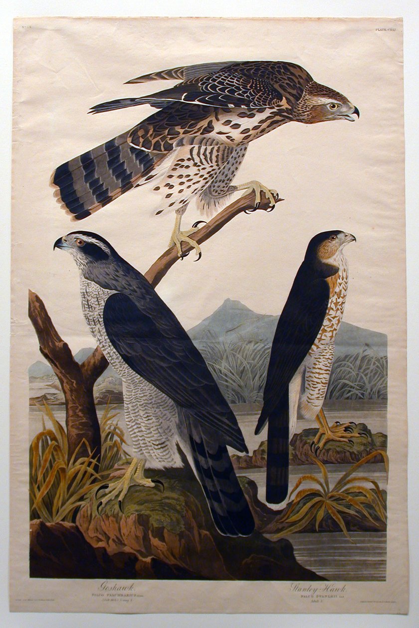 Høg, Stanley-høg (nr. 29) af John James Audubon