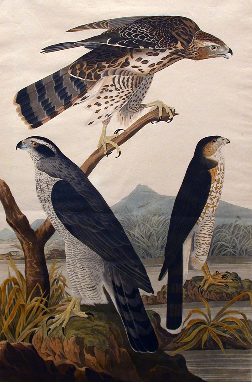 Gåhøg, Stanley Hawk nr. 29, 1830. af John James Audubon