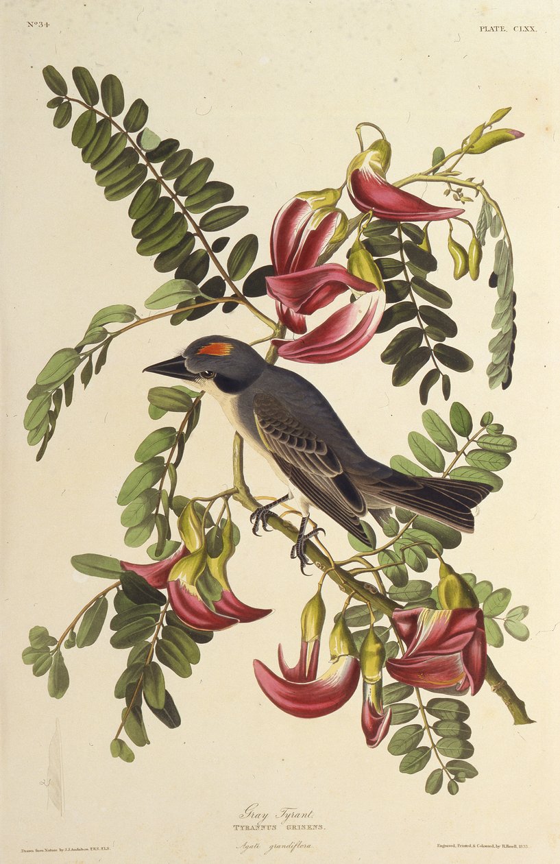 Grå Tyran. Fra The Birds of America, 1827-1838. af John James Audubon