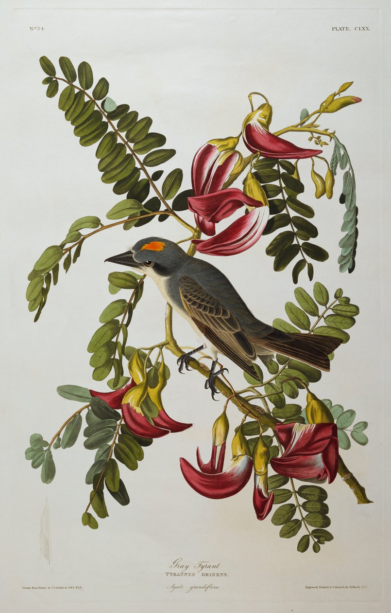 Grå Tyran. Grå kongefugl af John James Audubon