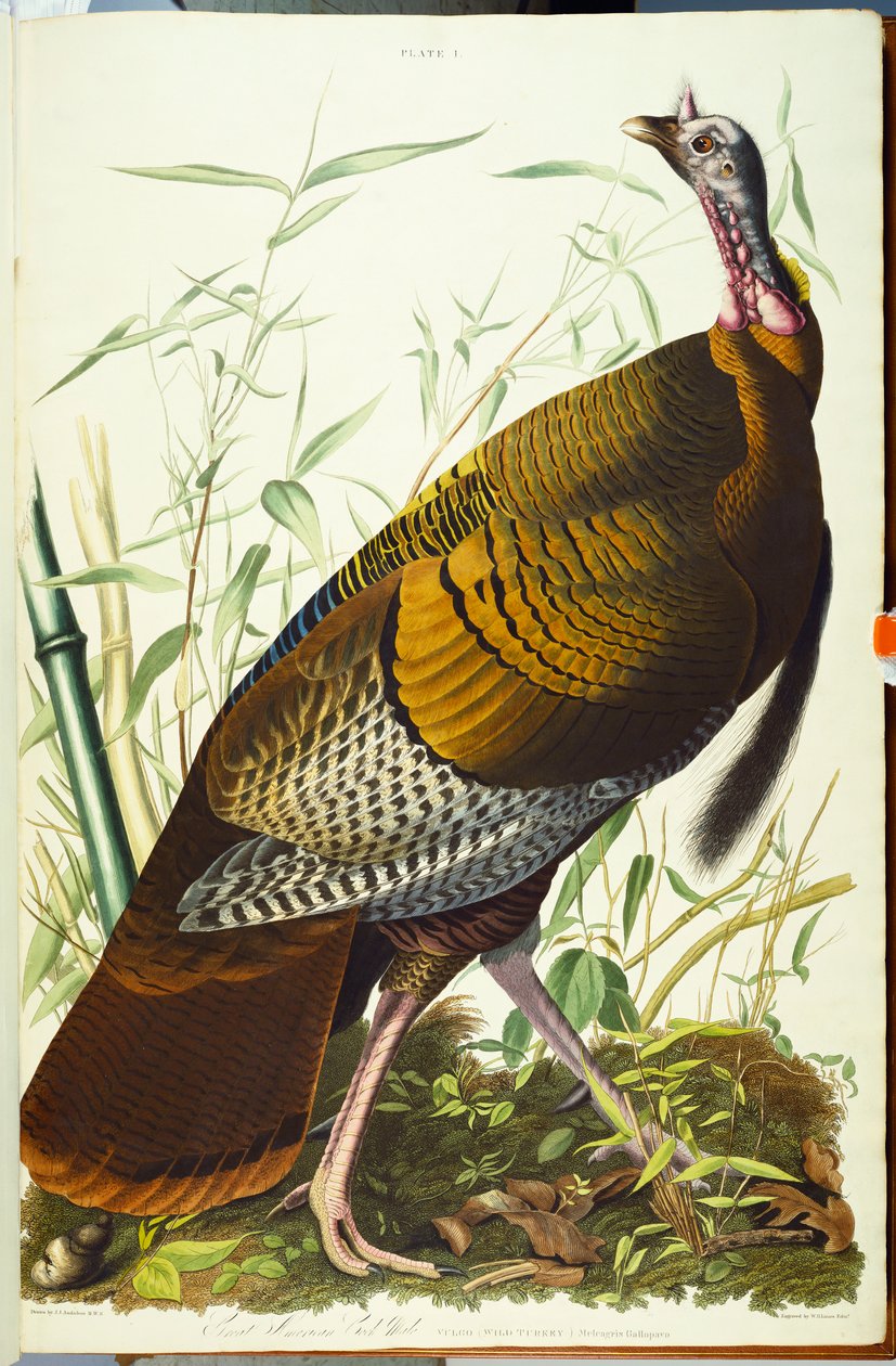 Stor amerikansk Beck-han. Vilde Tyrkiet af John James Audubon