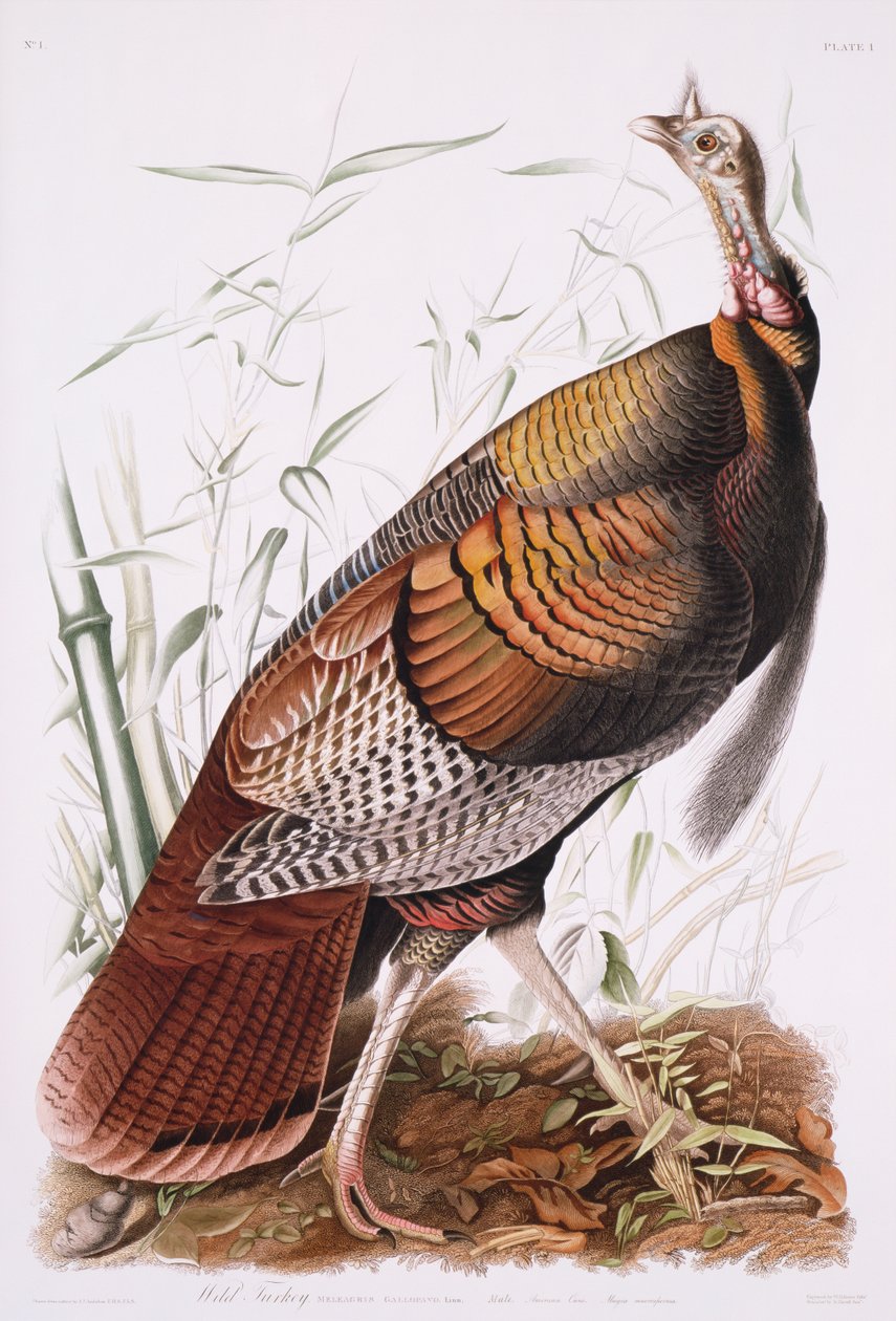 Great American Cock, eller Wild Turkey af John James Audubon