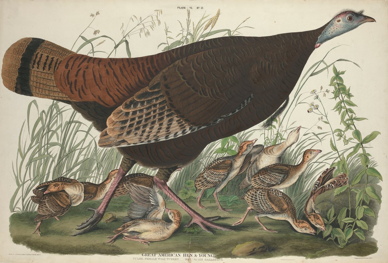 Great American Hen and Young, 1827 af John James Audubon