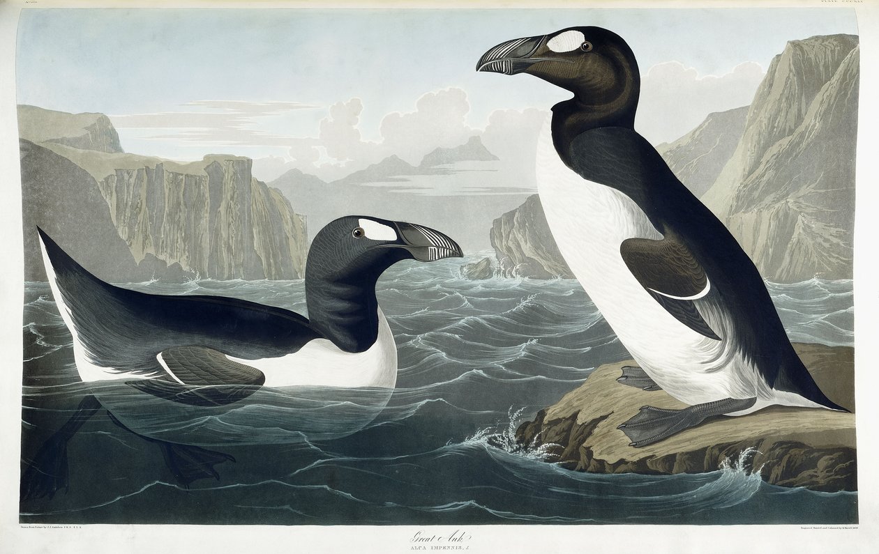 Store Auke, 1836 af John James Audubon