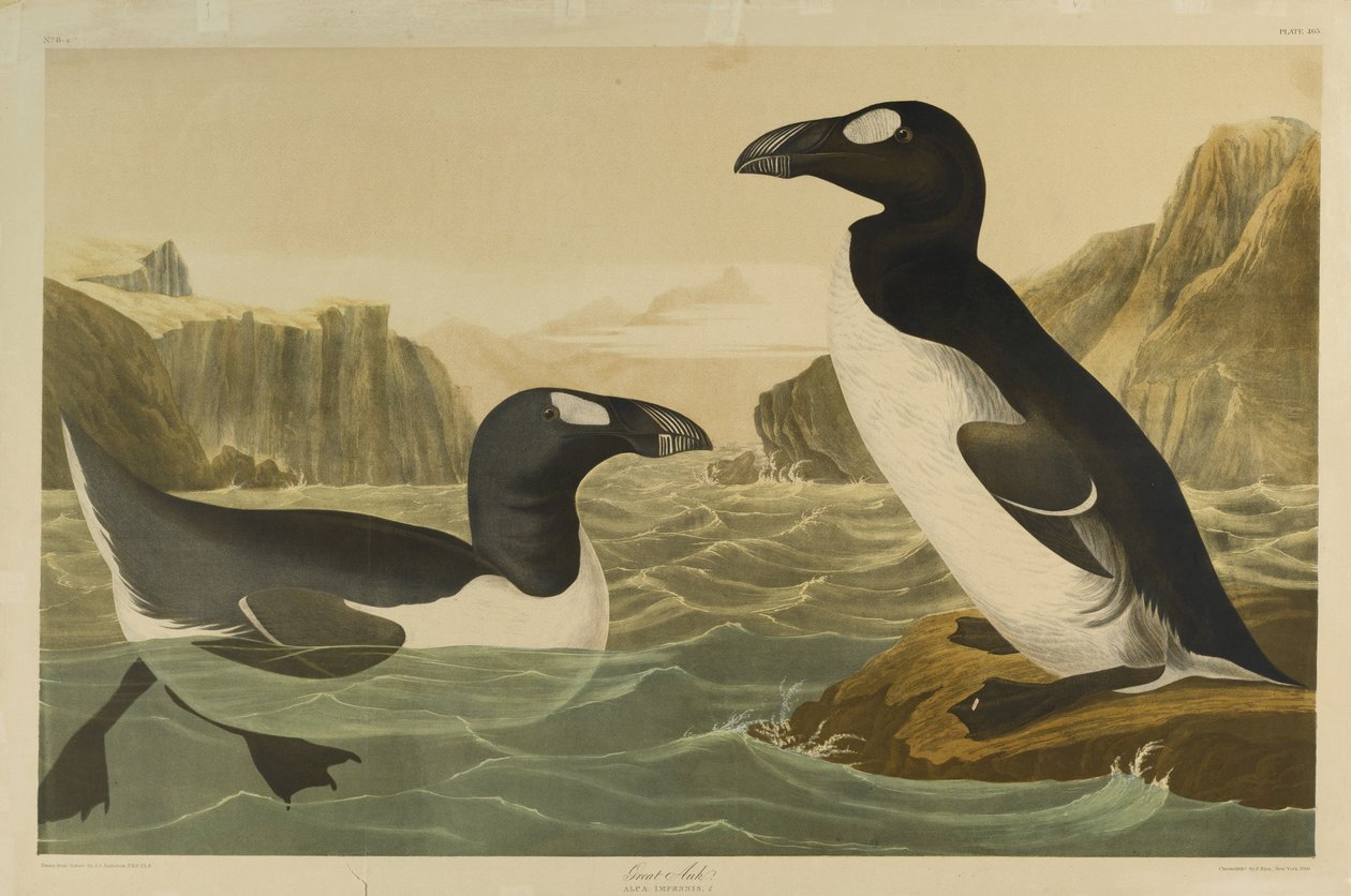 Great Auk, trykt af Julien Bien og udgivet af Roe Lockwood & Son, 1861 (kromolitografi) af John James Audubon
