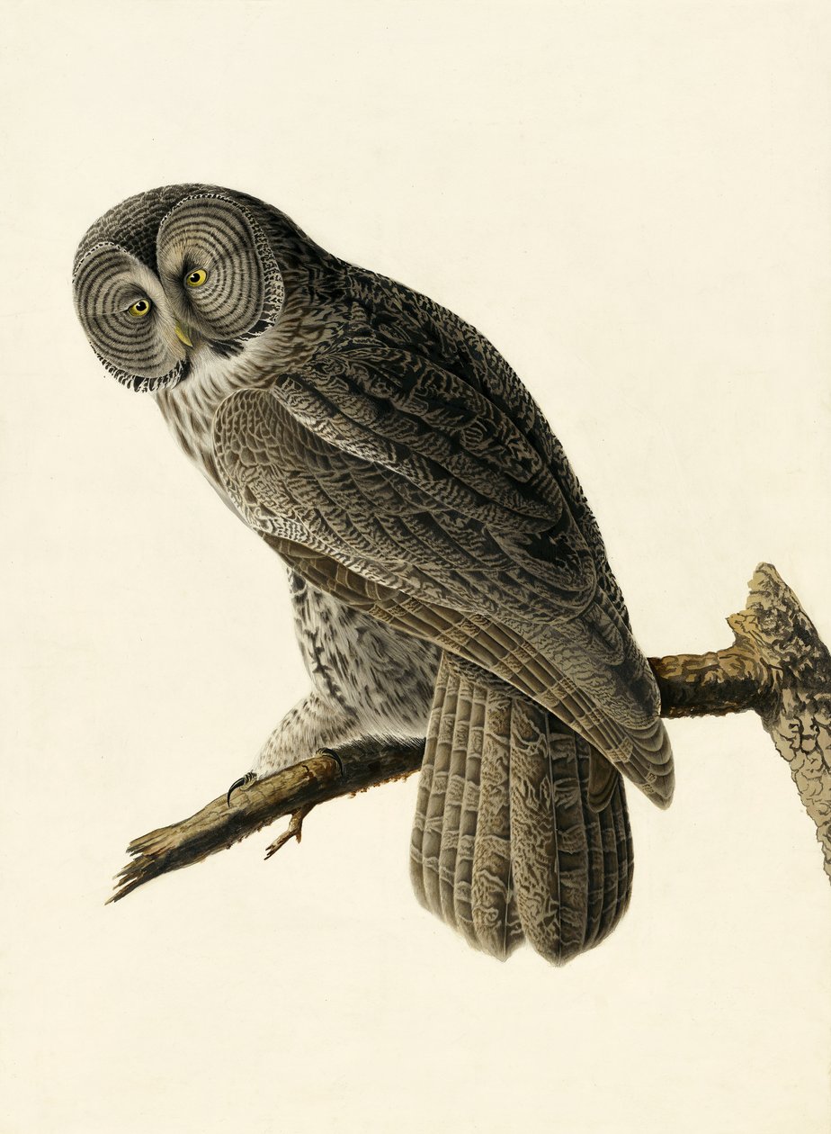 Great Cinereous Owl, Strix Nebulosa, fra "The Birds of America" af John J. Audubon, pub. 1827-38 af John James Audubon