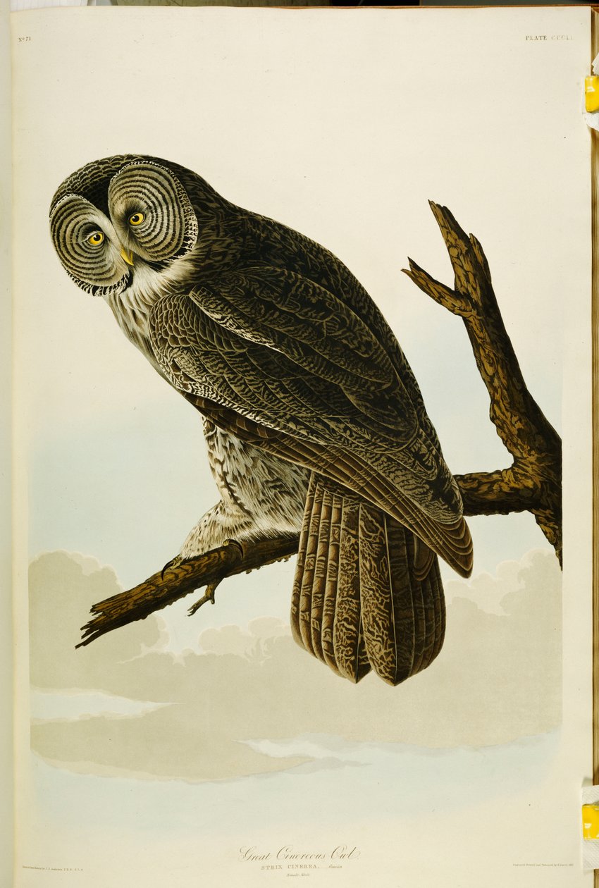 Great Cinereous Owl, fra "The Birds of America" af John James Audubon
