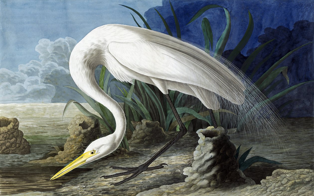 Great Egret, Casmerodius Albus, fra "The Birds of America" af John J. Audubon, pub. 1827-38 af John James Audubon