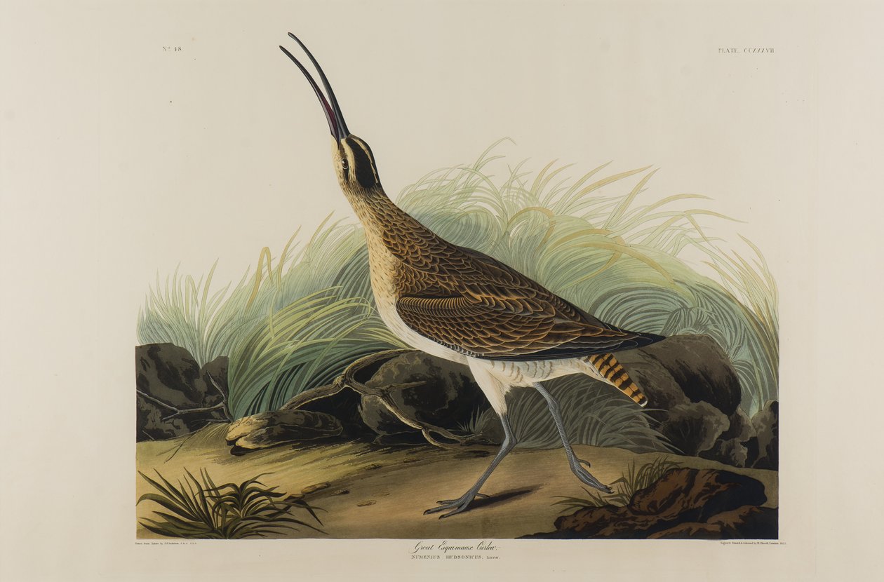 Great Esquimaux Curlew, 1835 (wc på papir) af John James Audubon