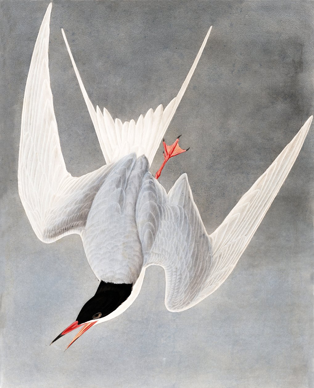 Great Tern, Sterna Hirundo, fra "The Birds of America" af John J. Audubon, pub. 1827-38 af John James Audubon