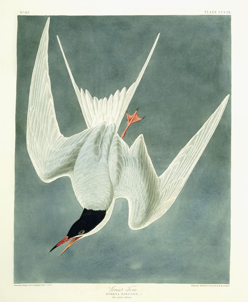 Great Turn, Mand, Forårsfjerdragt, 1836 af John James Audubon