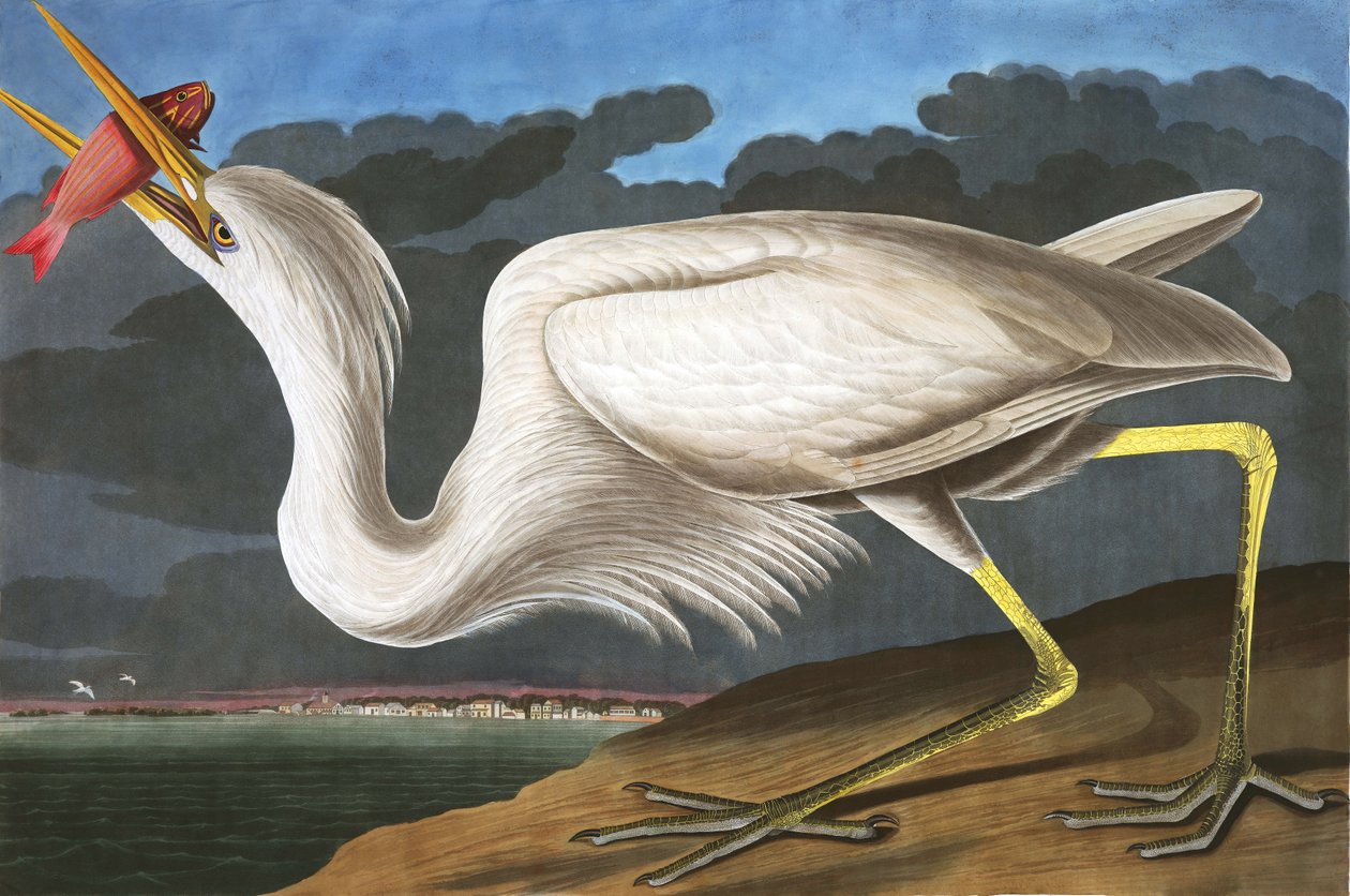 Great White Heron, Ardea Occidentalis, fra "The Birds of America" af John J. Audubon, pub. 1827-38 af John James Audubon