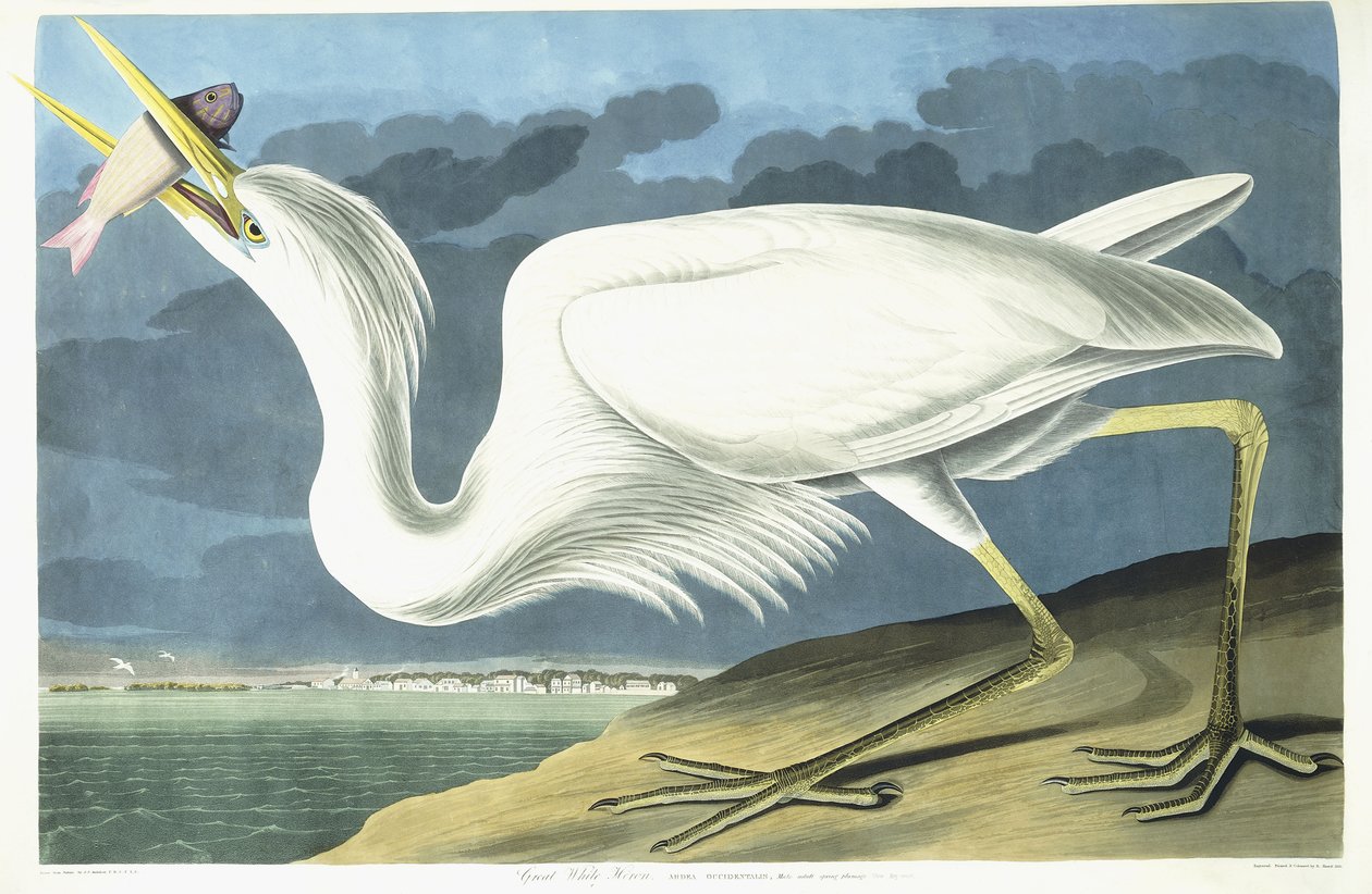 Hvid hejre, voksen mand, fjerdragt, 1835 af John James Audubon