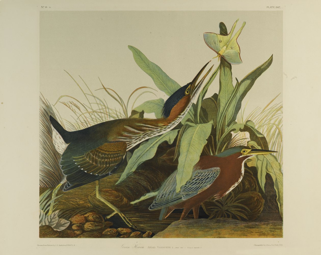 Green Heron, trykt af Julien Bien og udgivet af Roe Lockwood & Son, 1861 (kromolitografi) af John James Audubon