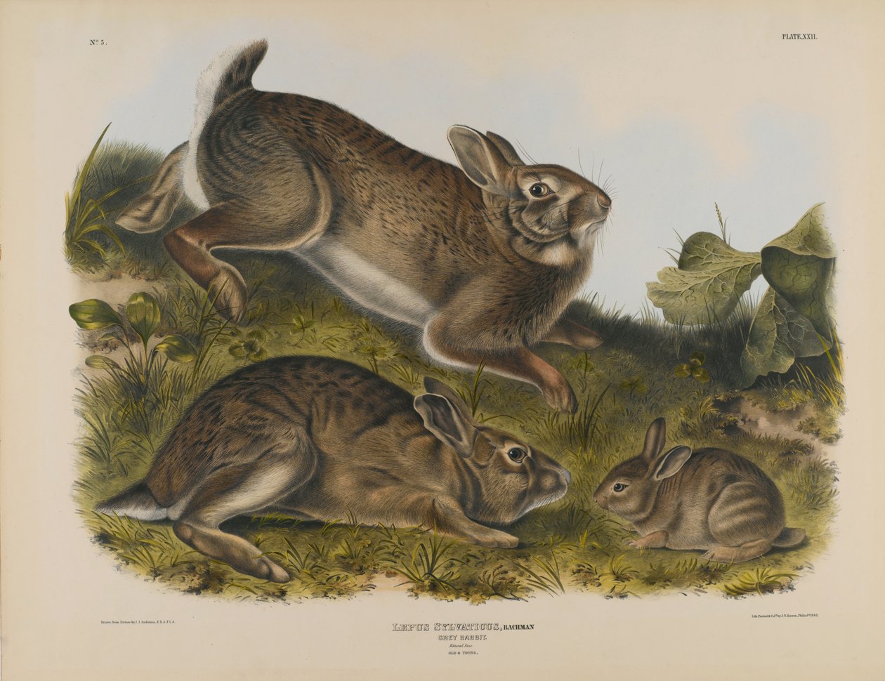 Grå kanin af John James Audubon